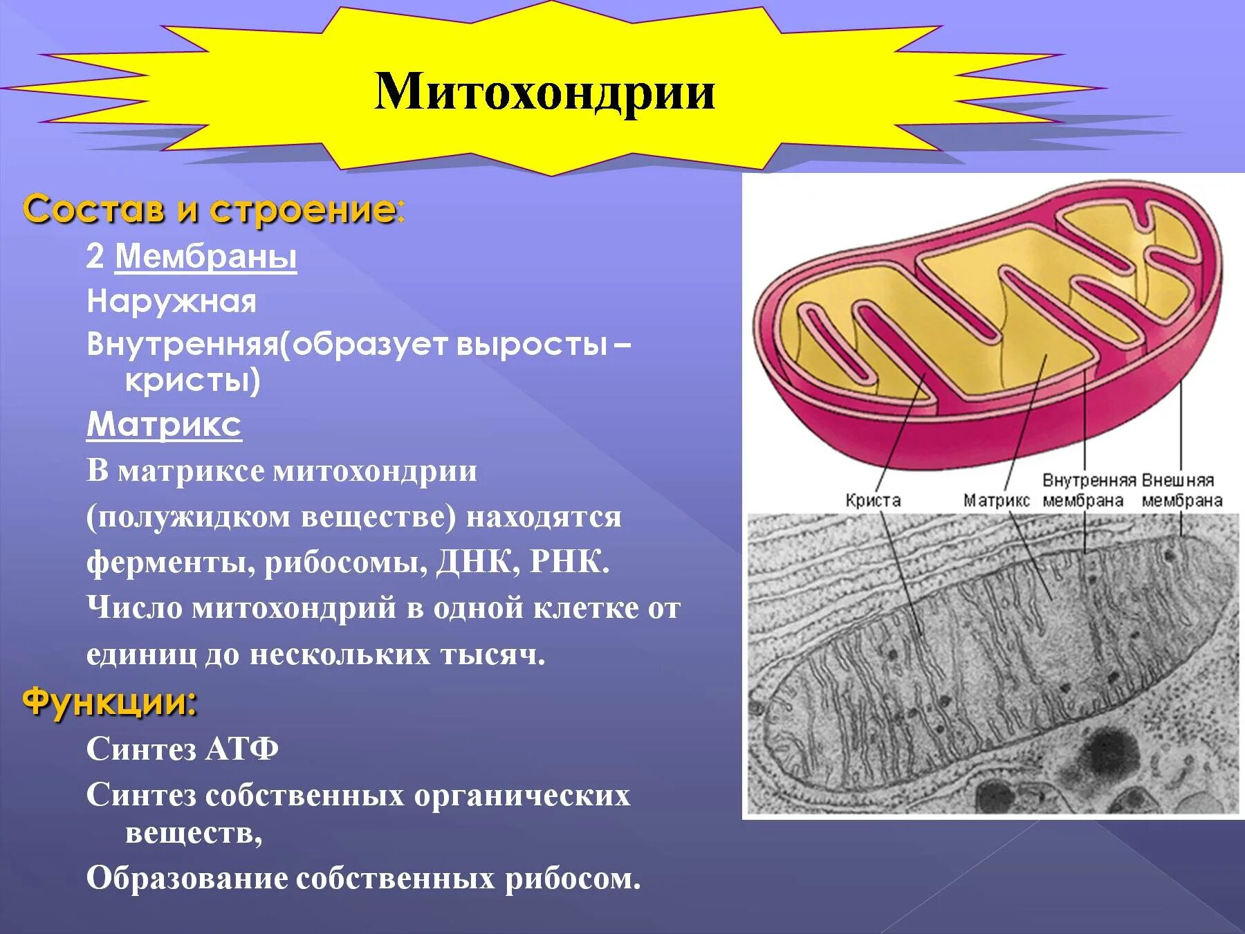 Функция митохондрии является. Структуры клетки строение функции митохондрии. Митохондрии строение и функции. Митохондрии строение и функции кратко таблица. Строение органоидов клетки митохондрии.