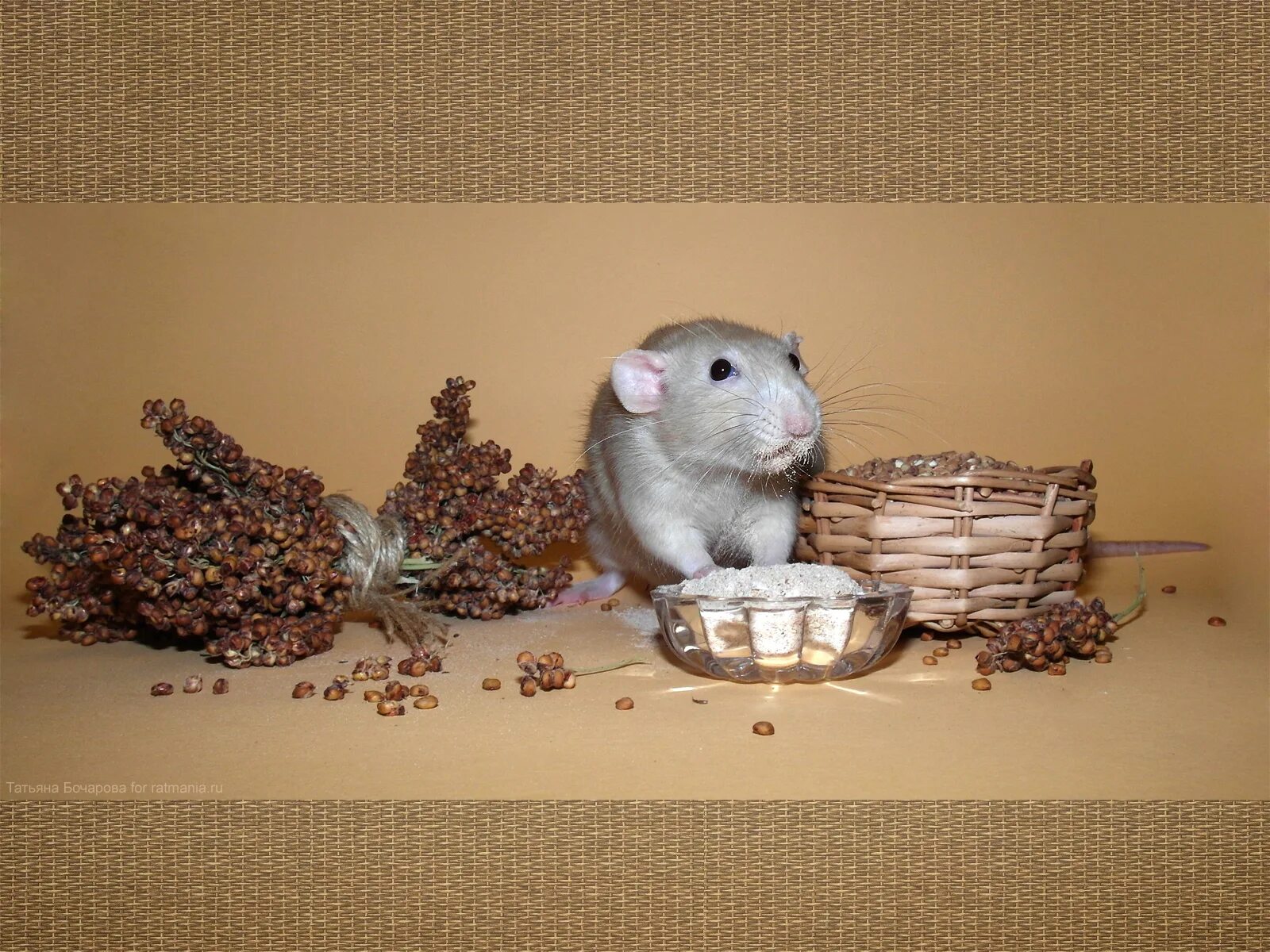 ратмания крысы