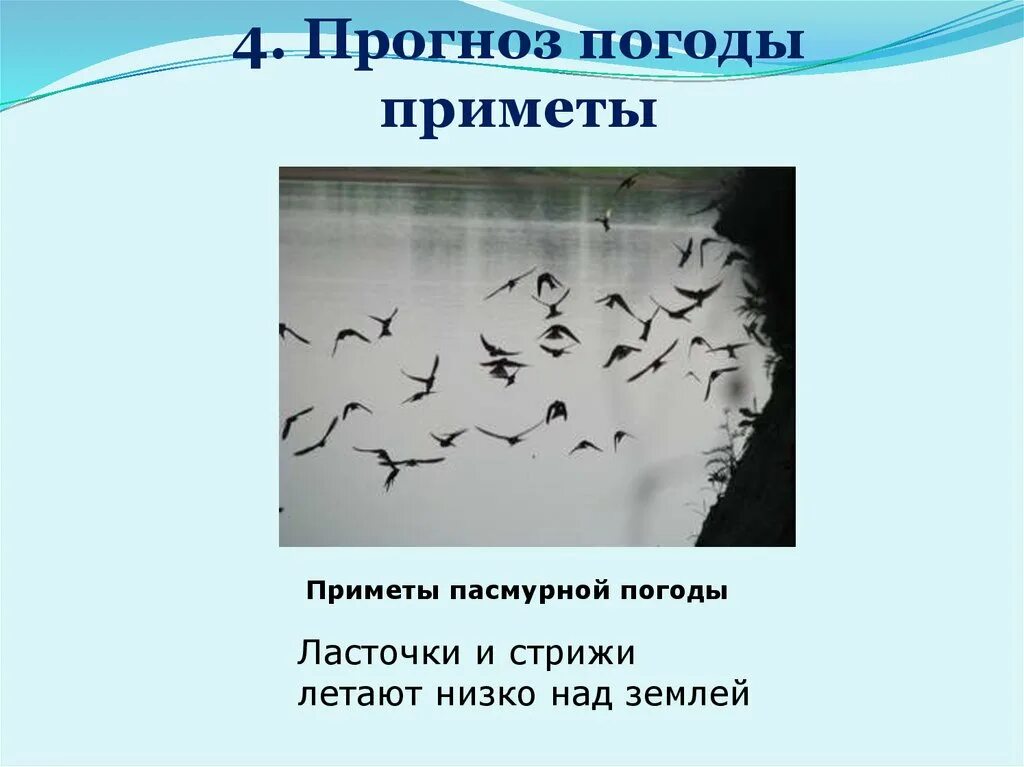 Примета ласточки низко летают к дождю. Народные приметы про ласточек. Приметы птицы низко летают. Приметы погоды ласточки низко летают.