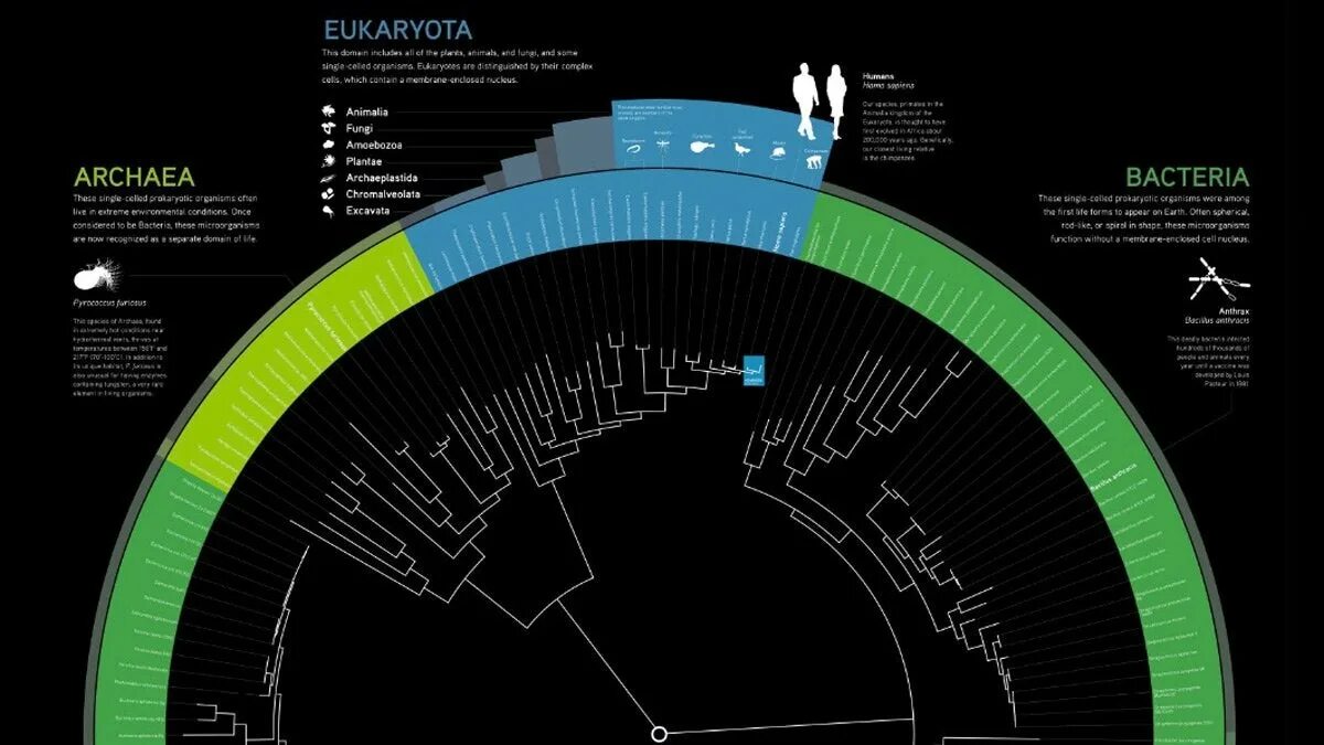 Проект большая жизнь. Tree of Life big History Project.