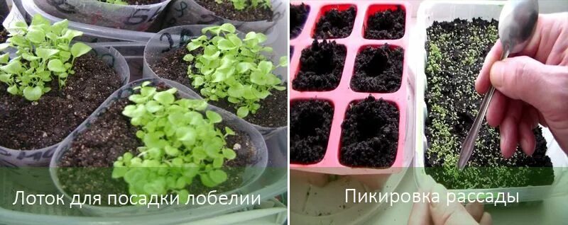 Как высаживать рассаду лобелии в открытый. Лобелия пикировка рассады. пикировка лобелии ампельной. лобелия листики рассады. лобелия куст рассада.