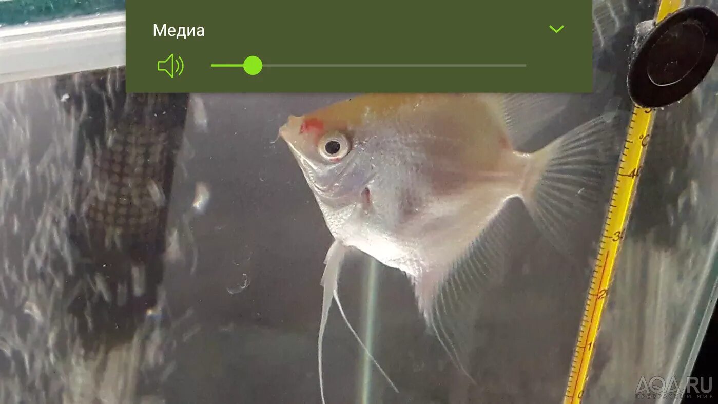 Скалярия плавниковая гниль. Скалярия альтернариоз. Рыбка скалярия березка. Водянка у скалярий. Водянка у скалярии.