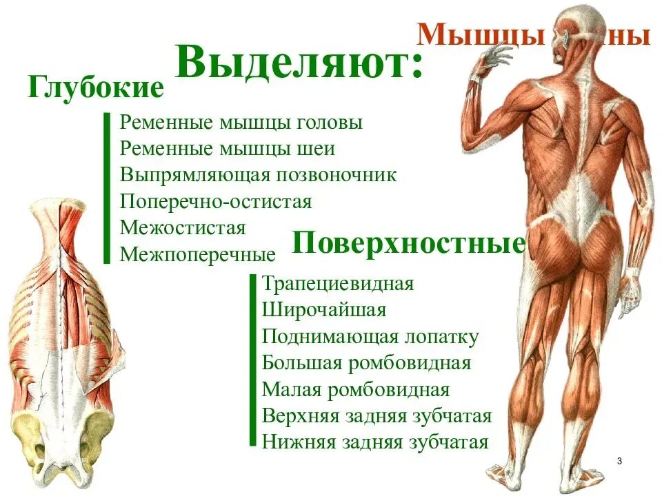 Поясница какие мышцы. Мышцы спины глубокие и поверхностные анатомия. Мышечная система человека схема для массажа.