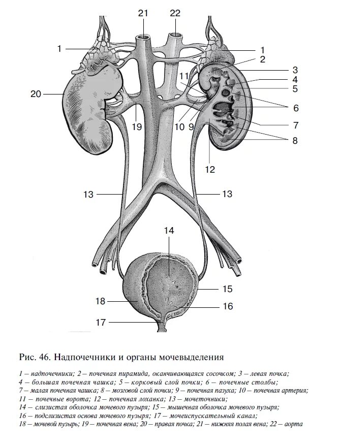 Мочеточники млекопитающих. Топография органов мочевыделения свиньи. Мочевыделительная система почки мочеточники. Топография органов мочевыделения животных. Строение и топография мочеточников и мочевого пузыря.