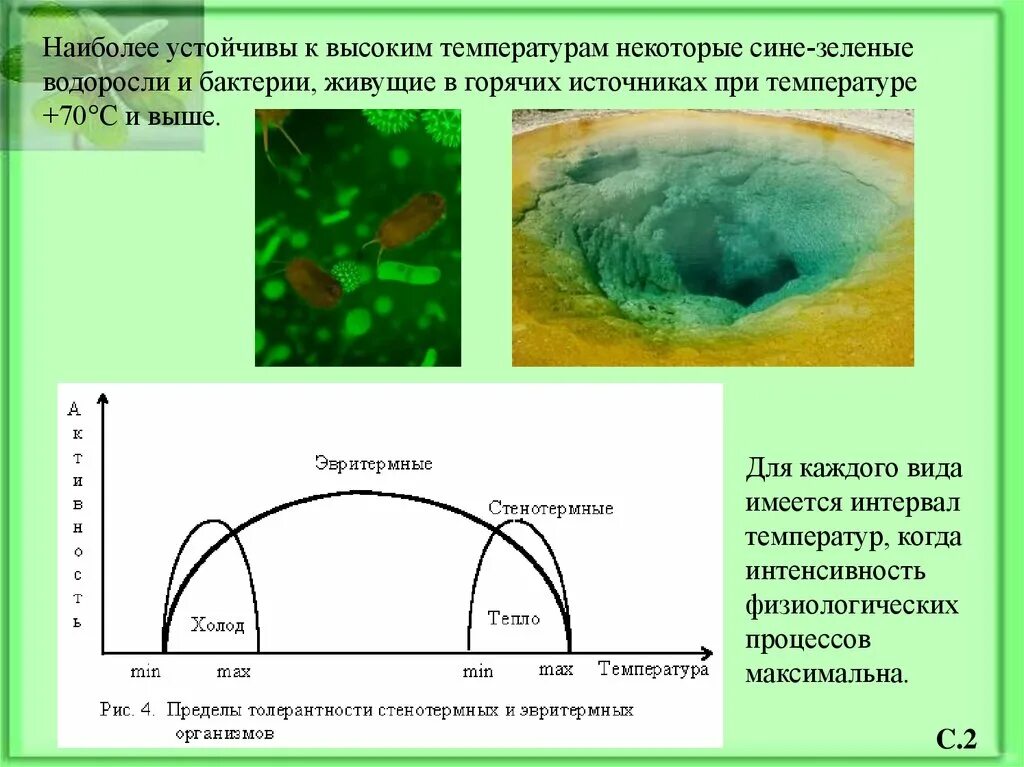 Бактерии в горячих источниках. Водоросли горячих источников. Водоросли в термальных источниках. Устойчив к температурам.