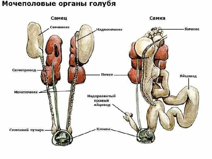 Мочевыделительная система птиц анатомия. Выделительная и половая система птиц. Строение выделительной системы птиц. Стр1ение вы3е2ите20н1й системы птиц.