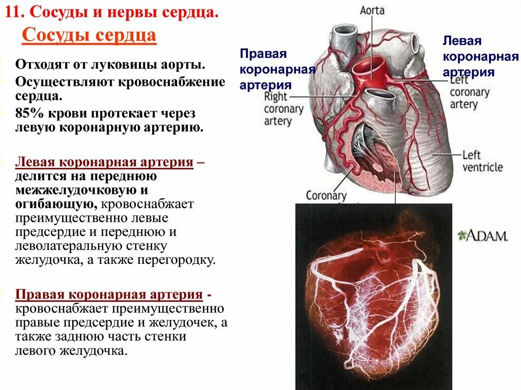 Артерии сердца анатомия таблица. Строение сердца кровоснабжение сердца. Толщина сосудов сердца. Коронарные венечные сосуды характеристика.