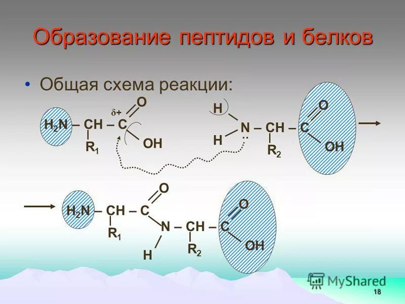 Образование белка реакция поликонденсации аминокислот. Реакции образования белков. Понятия пептиды полипептиды и белки. Схема образования белков. Образование белка.
