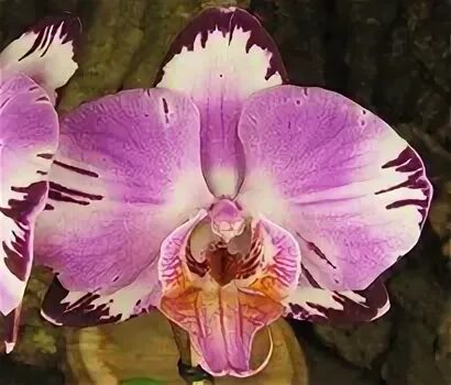 Assorted Rainbow Orchids - Calyx Flowers, Inc