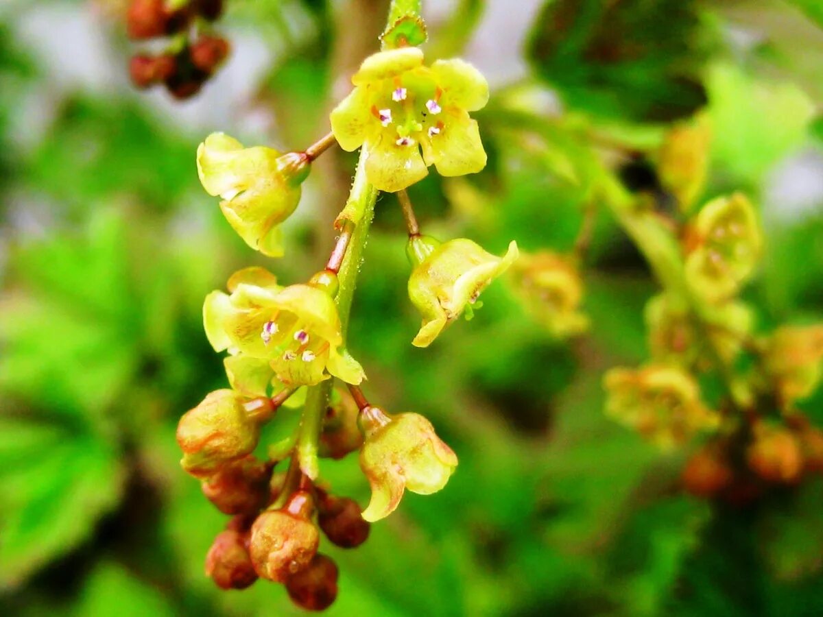 Ribes (смородина) Цветущая. Смородина Лучия цветение. Соцветие смородины. Смородина Крымская цветение.