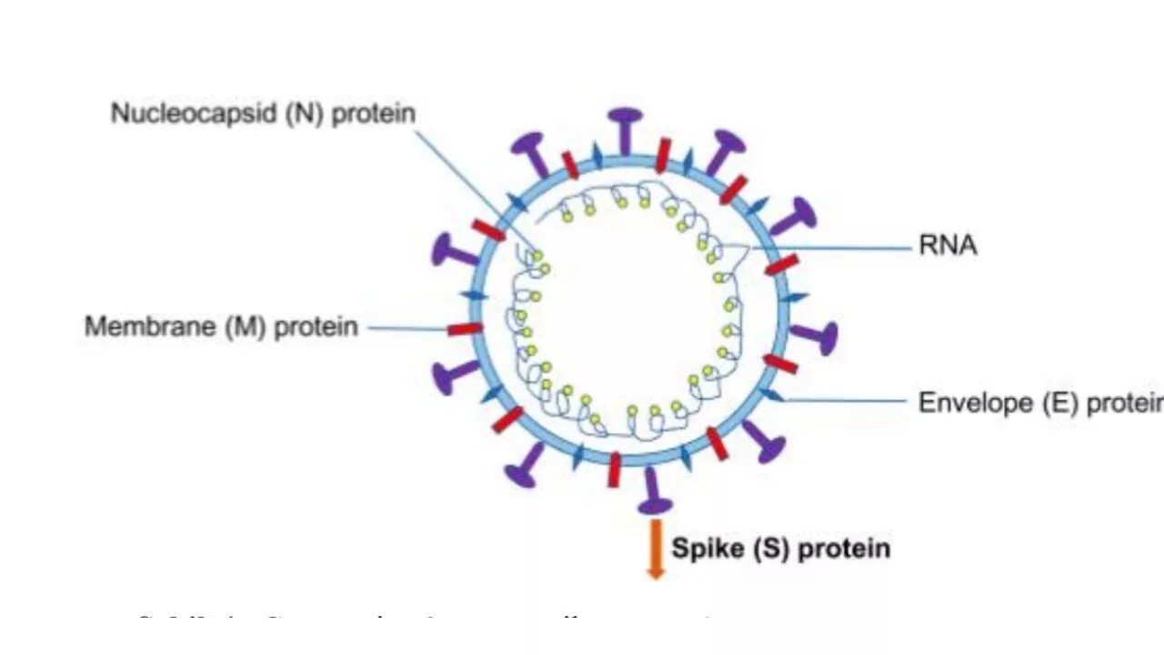 Коронавирус строение вируса. Коронавирус строение. Коронавирус 19 строение. Структура генома коронавируса. Организация коронавируса