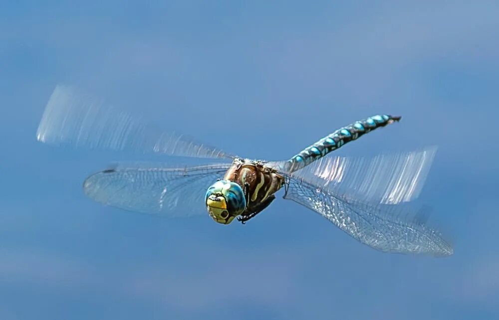 стрекозы летали. полет стрекозы. стрекозы летали. стрекоза дарнера. стрекоза.