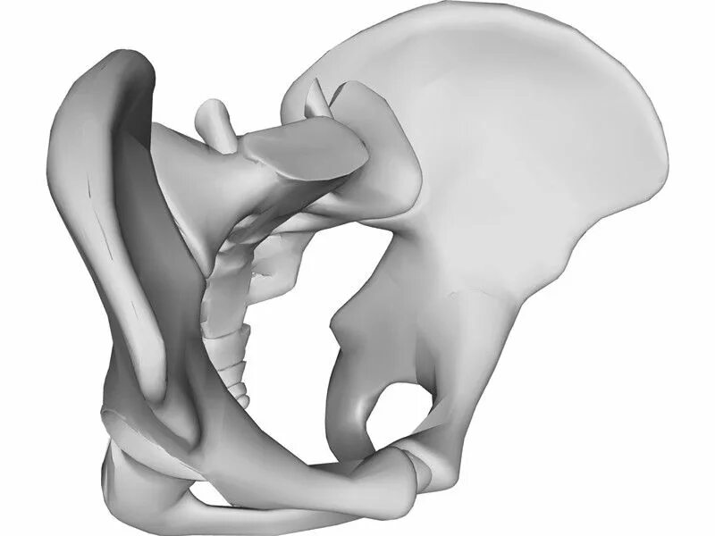 Три тазовые кости. Тазовая кость 3d. Pelvis Bones. Таз человека 3d. Кости таза 3д.