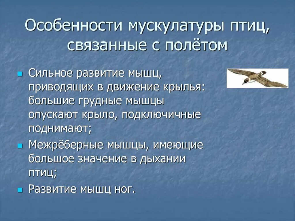 Особенности скелета и мускулатуры птиц. Особенности мускулатуры птиц связанные с полетом. Особенности птиц. Особенности птицы связанное с полетом. Характеристика птиц.