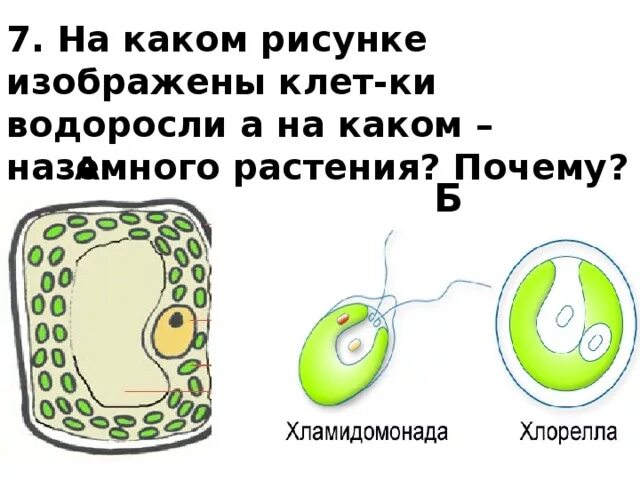 Какая водоросль изображена на рисунке. Какой процесс изображен на картинке водоросли. На рисунке изображена зеленая водоросль. На каком рисунке изображена водоросль 5 класс.