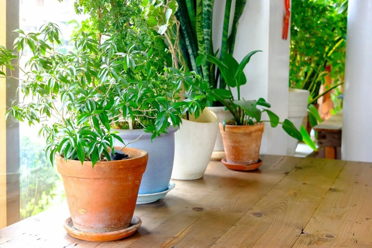 Indoor plants. Домашние растения. Комнатные цветы. Декоративные комнатные растения. Комнатные цветы в горшках.