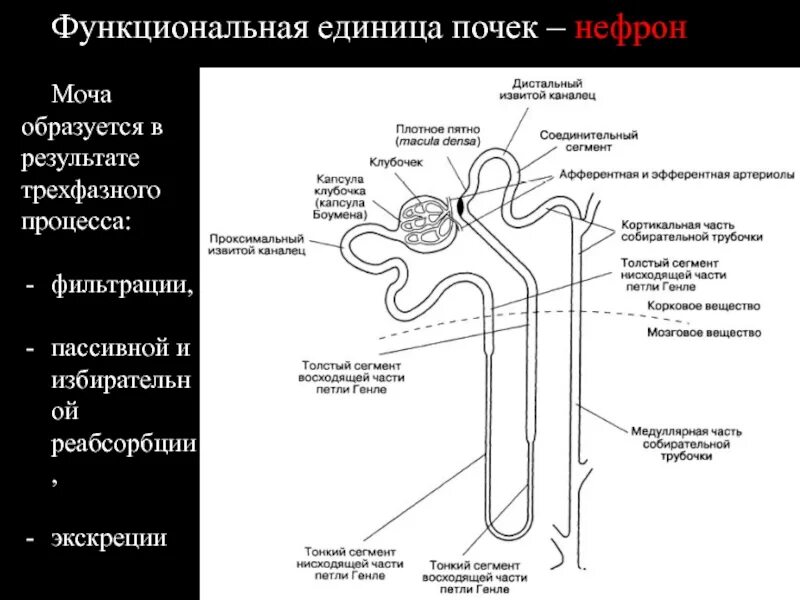 Физиология мочеобразования фильтрация реабсорбция. Мочевыделительная система нефрон схема. Строение нефрона почки фильтрация. Структурно-функциональные элементы нефрона таблица. Этапы фильтрации в нефроне