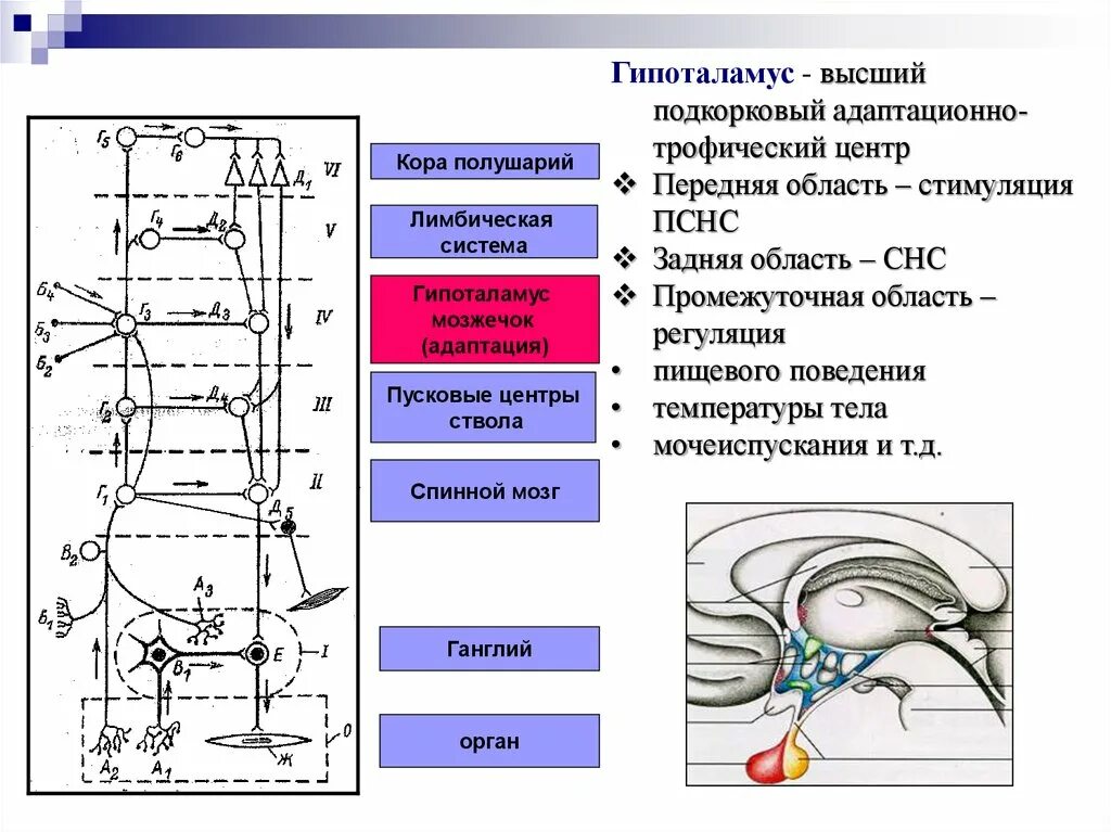 Нервная регуляция вегетативной системы функции. Регуляция вегетативной нервной системой гипоталамусом схема. Центры регуляции вегетативной нервной системы. Гипоталамус и вегетативная нервная система. Гипоталамус центр вегетативной нервной системы.