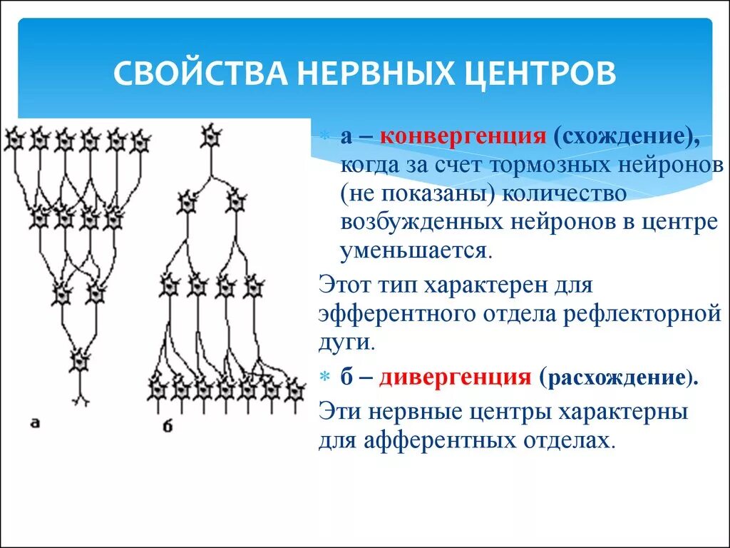 Схема конвергенции и дивергенции в ЦНС. Структура нервного центра. Нервный центр. Конвергенция и дивергенция нейронов.