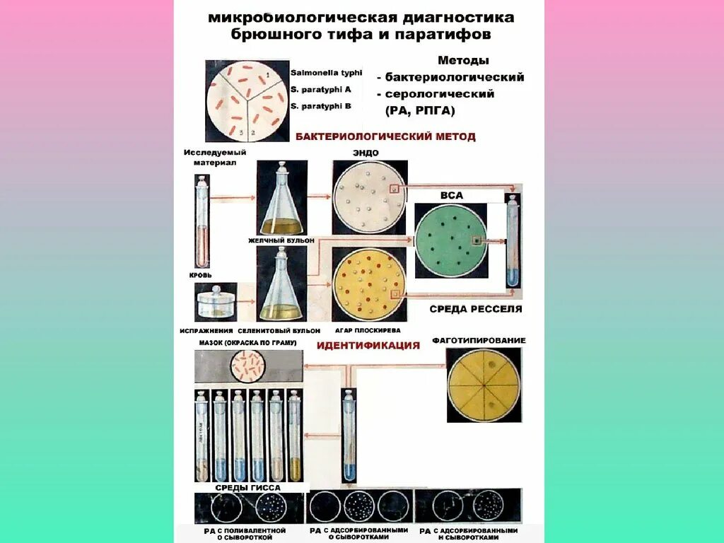 Схема лабораторной диагностики брюшного тифа. Серологический метод диагностики брюшного тифа и паратифов. Схема лабораторной диагностики брюшного тифа и паратифов. Схема микробиологической диагностики сальмонеллы. Исследование на сальмонеллез