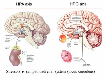 Hpa