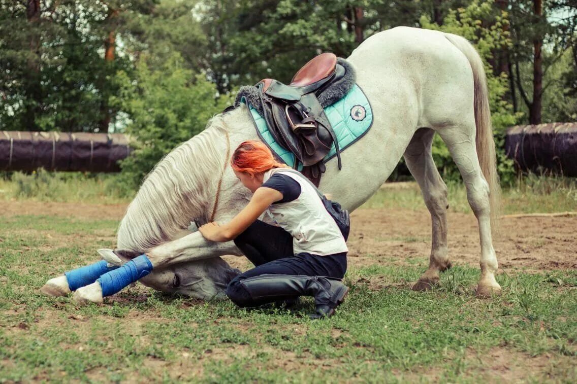 КСК Скиф. КСК город спорта лошади. Город спорта конюшня Дзержинск. Спортивный клуб Скиф.