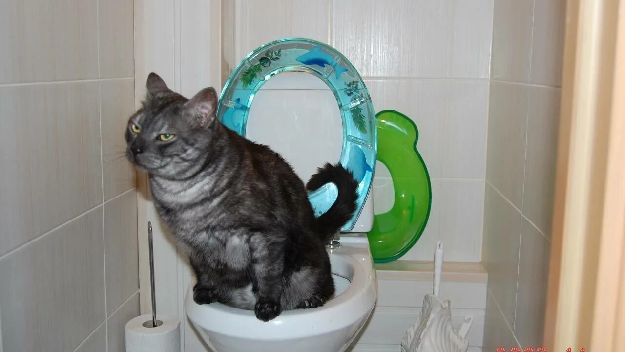 Кот не может сходить в туалет. Кот на унитазе. унитаз для кошек. коты которые ходят на унитаз. кошка ходит в унитаз.