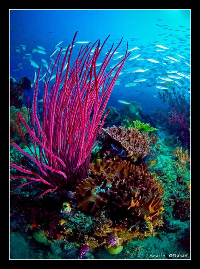 Морские растения список. Морские растения. Экзотические морские растения. Морские глубины. Морские глубины с растениями.