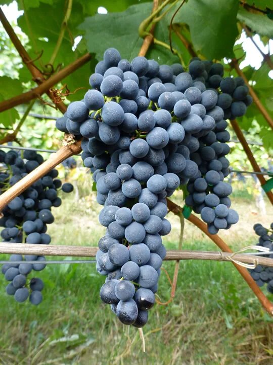 барбера сорт винограда вино. сорт барбера. сорт барбера. ароматы вин. барбера сорт винограда пьемонт.