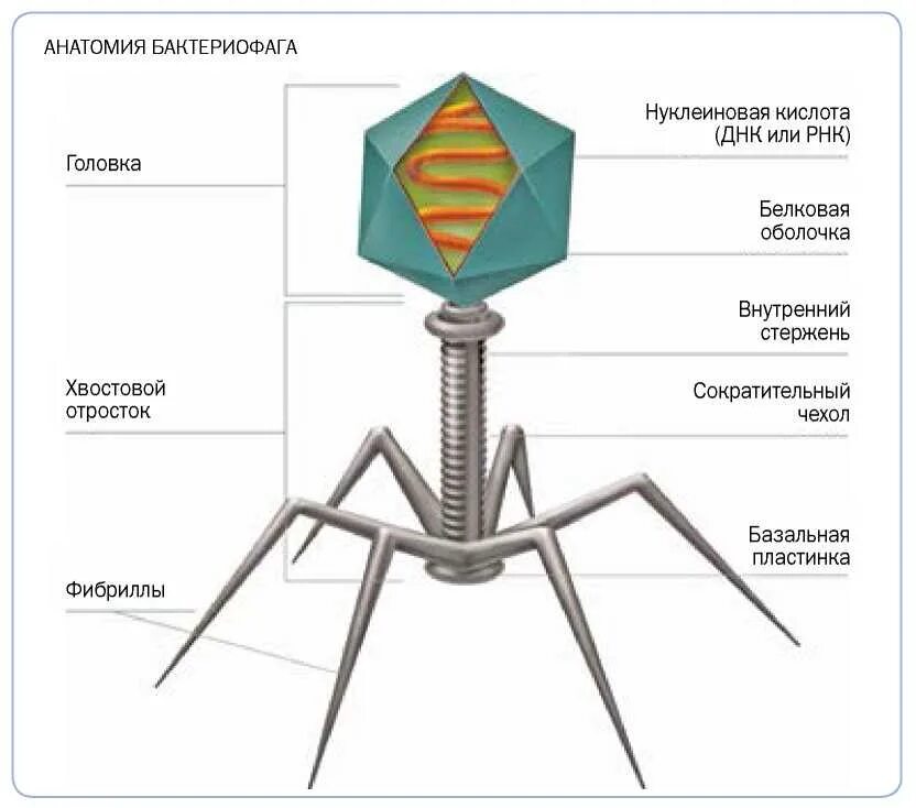 Наследственный аппарат бактериофага. Строение вируса бактериофага. Строение вируса строение бактериофага. Бактериофаг функции структур. Строение бактериофага нуклеоид.