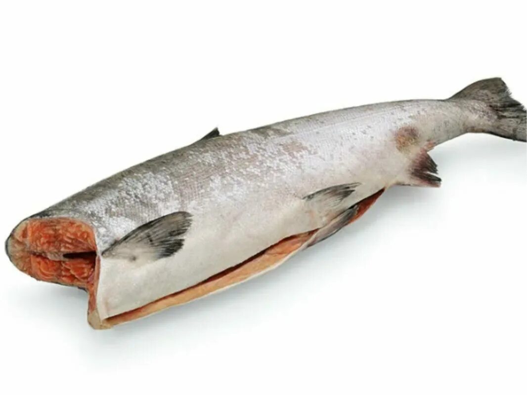 Кета натуральная. Чавыча и горбуша. Кижуч (oncorhynchus kisutch). Лимонелла рыба. Кета волгоград.