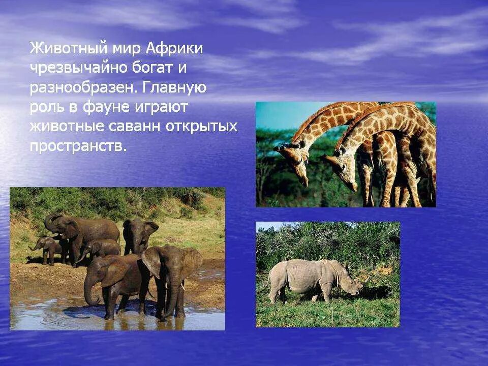 Приспособление животных в саванне. Животный мир Африки. Животные и растения Африки. Растительный и животный мир Африки. Разнообразие животных в Африке.