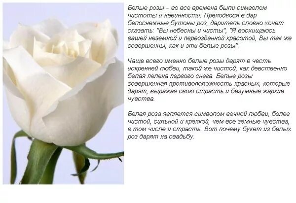 Сонник мужчина подарил. Что означают белые розы. Что означают белые позв.
