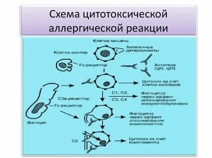 Основные этапы развития аллергической реакции