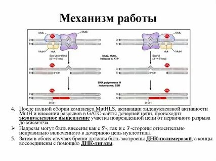 Работа днк