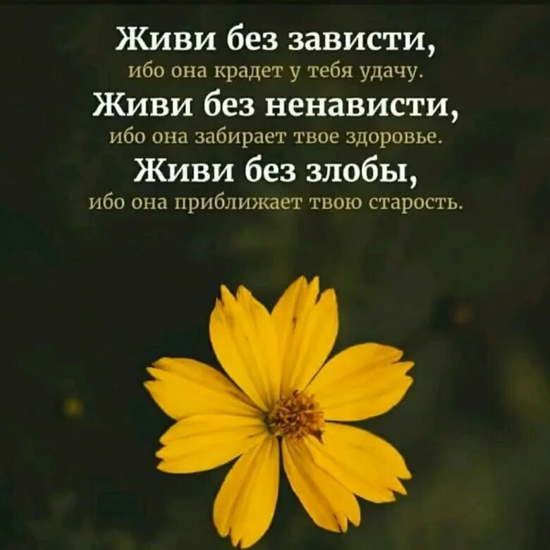 Живи без зависти она крадет у тебя удачу живи. Живи без зависти. Живи без зависти она. Цитаты живи без зависти.