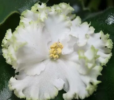 Фиалка топяная: фото и описание редкого цветка.