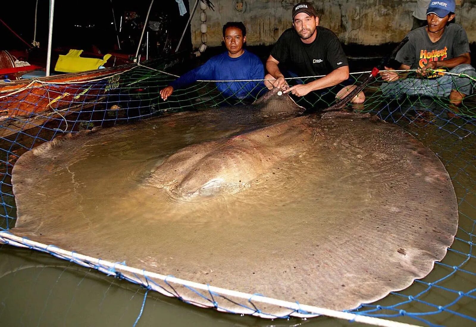 Большая рыба на земле. Giant Freshwater Stingray. Рыба Скат самый большой. Самого большого ската в мире.