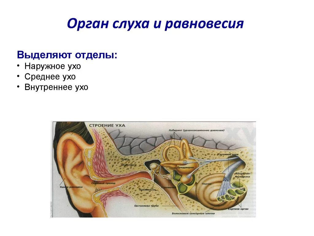 Органы слуха наружное среднее внутреннее ухо. Орган слуха и равновесия анатомия ушная раковина. Ухо строение анализатор равновесия. Слуховой анализатор. Органы слуха и равновесия.