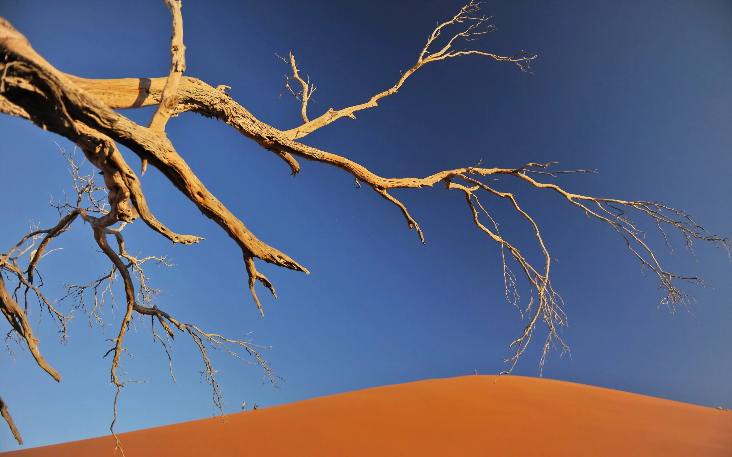 сосна остистая мафусаил. сухие деревья на земле. сохнущее дерево. засохшее дерево. засохшее дерево.