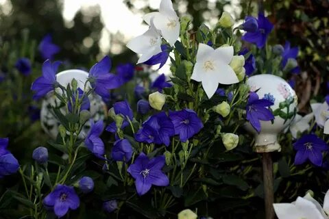 Платикодон фото