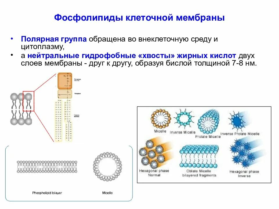 Фосфолипиды в мембране клетки. Фосфолипиды клеточной мембраны. Фосфолипиды мембраны строение. Гетерогенность фосфолипидов мембраны.