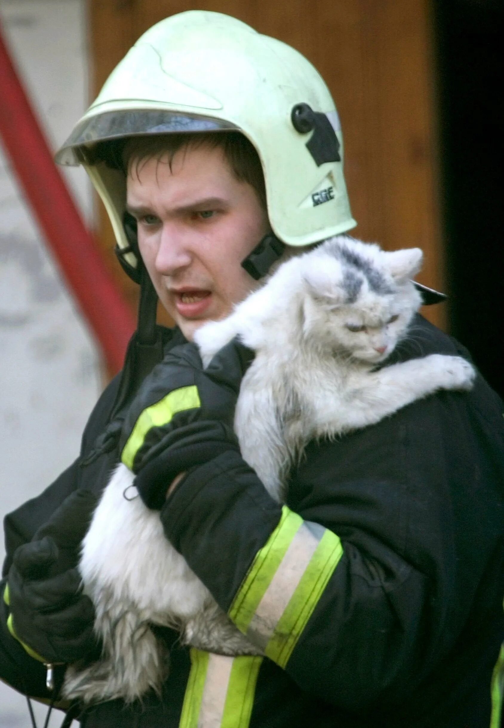 Пожарный спас котенка. Пожарный с котенком. Спасатель с котенком. Кошечки спасают