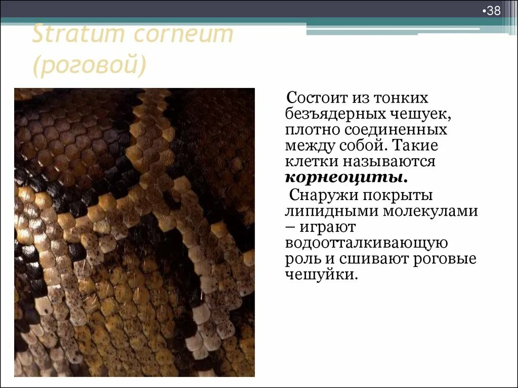 Роговых чешуй на теле. Роговые чешуйки. основной компонент роговой чешуйки. из чего состоит роговая чешуйка кожи. из чего состоят роговые чешуйки.