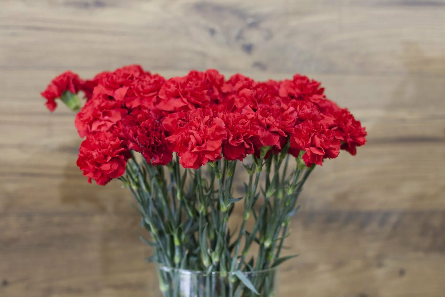 Диантус цветы. Гвоздика Диантус букет. Гвоздика Лилипот. Dianthus Red гвоздика. Гвоздики волгоград