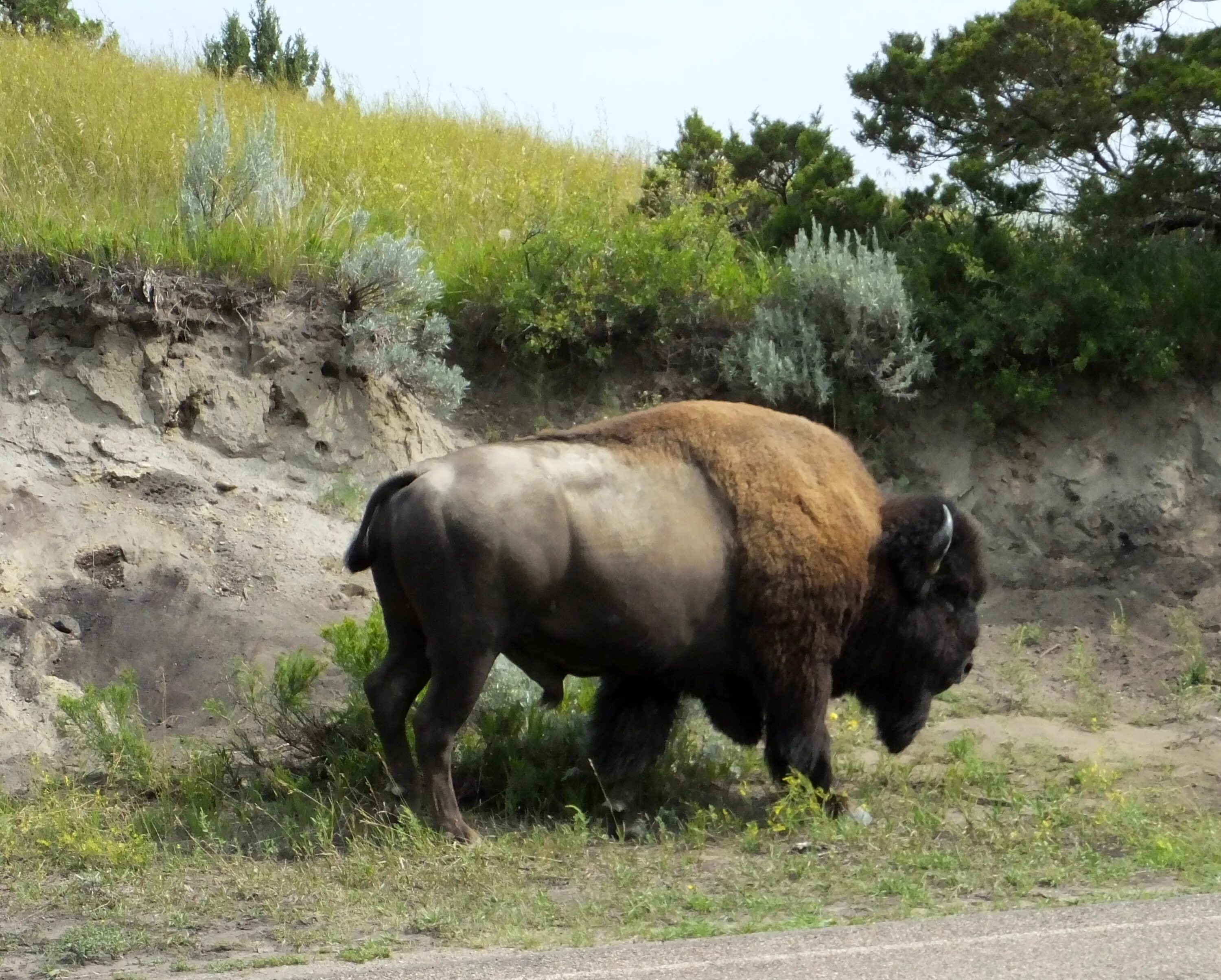 Bison Trail. Аризона Бизон. Королевский Бизон. Карликовый Бизон. Бизон 320