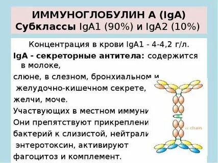 Иммуноглобулина находятся