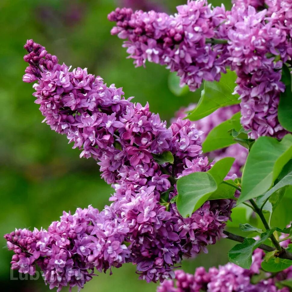 Сирень обыкновенная "огни Донбасса" Syringa vulgaris " ogni donbassa". Сорт сирени огни Донбасса. Сирень махровая огни Донбасса. Сирень обыкновенная сорт огни Донбасса. Сирень в подмосковье