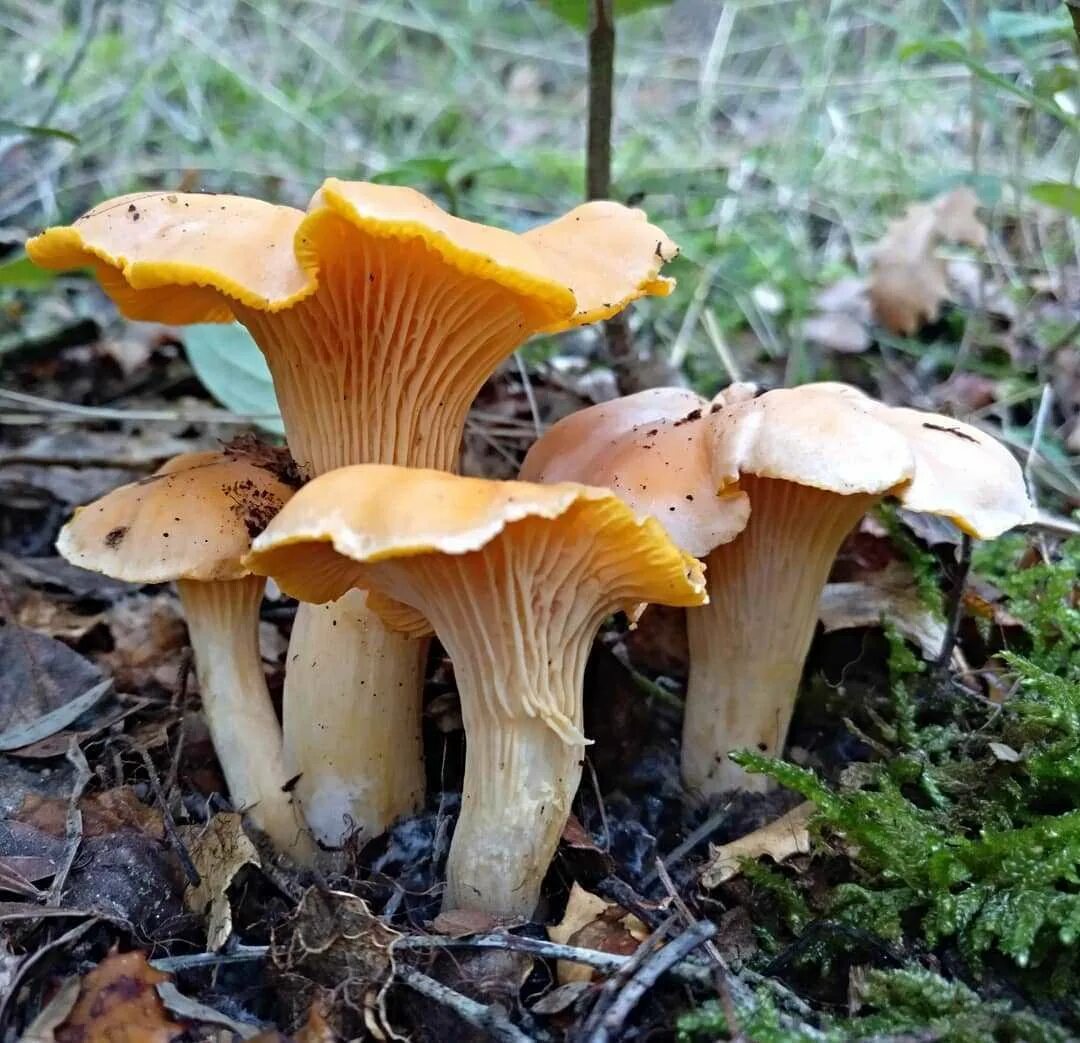 Какие бывают лисички грибы