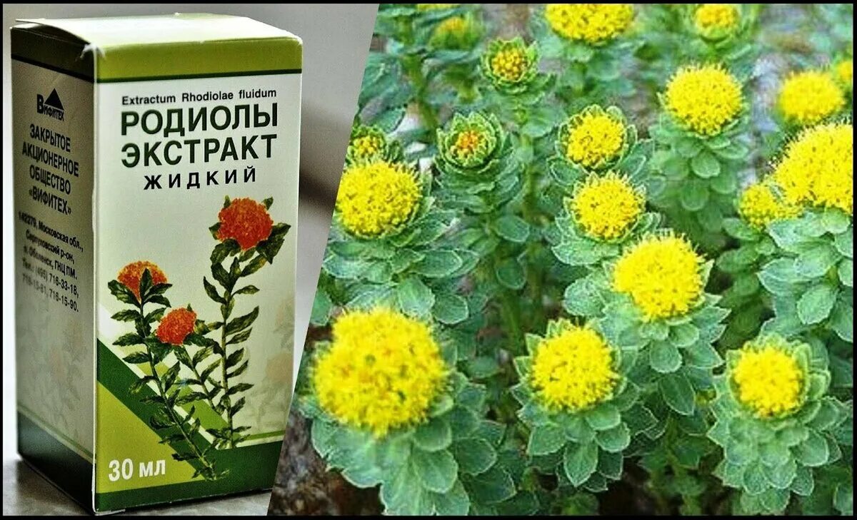 Золотой корень родиола розовая. Радиола корень золотой. Родиола Стефана. Родиола розовая золотой корень экстракт. Родиола розовая для мужчин